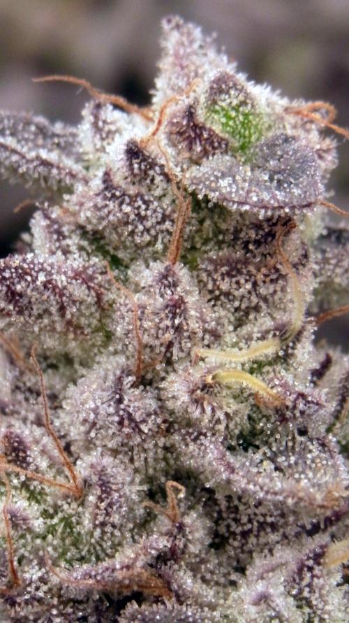 Omg Reeper Seeds. Week 11