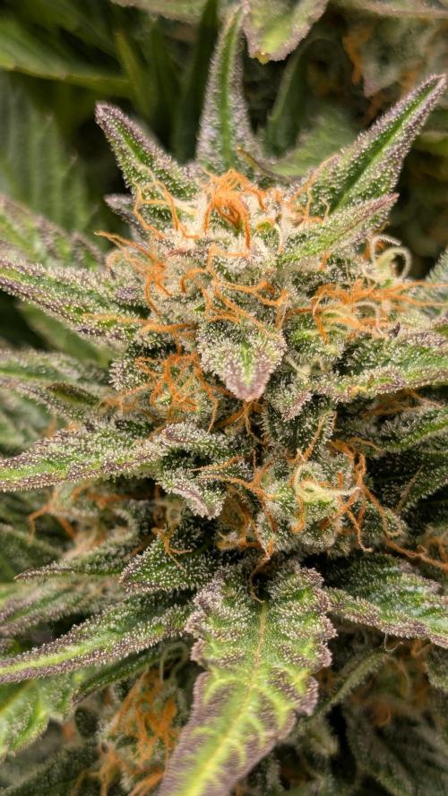 Jack Herer (Auto-Fastbuds). Week 6