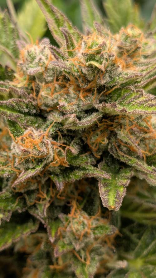 Jack Herer (Auto-Fastbuds). Week 6