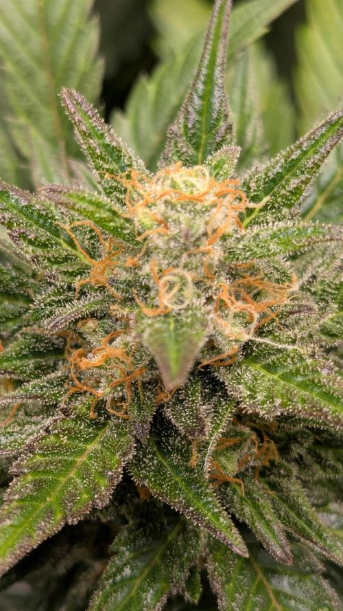 Jack Herer (Auto-Fastbuds). Week 6