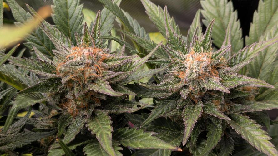 Jack Herer (Auto-Fastbuds). Week 6