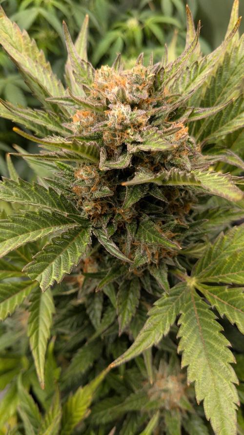 Jack Herer (Auto-Fastbuds). Week 6