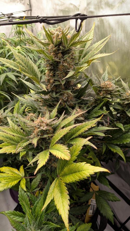 Jack Herer (Auto-Fastbuds). Week 6