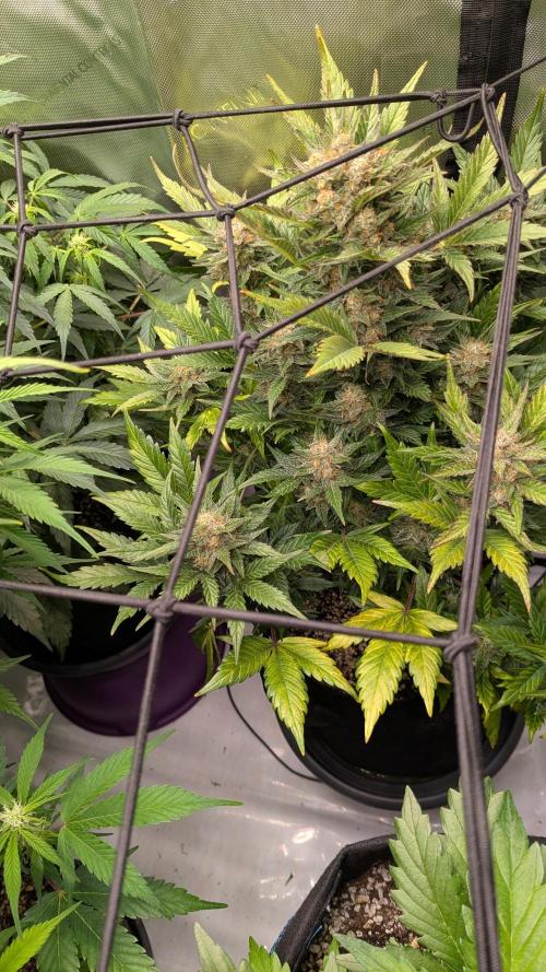 Jack Herer (Auto-Fastbuds). Week 6