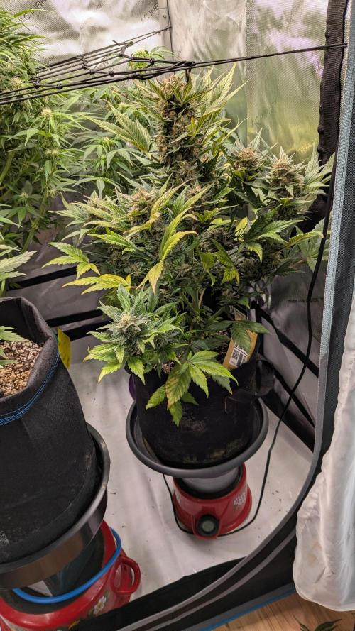 Jack Herer (Auto-Fastbuds). Week 6