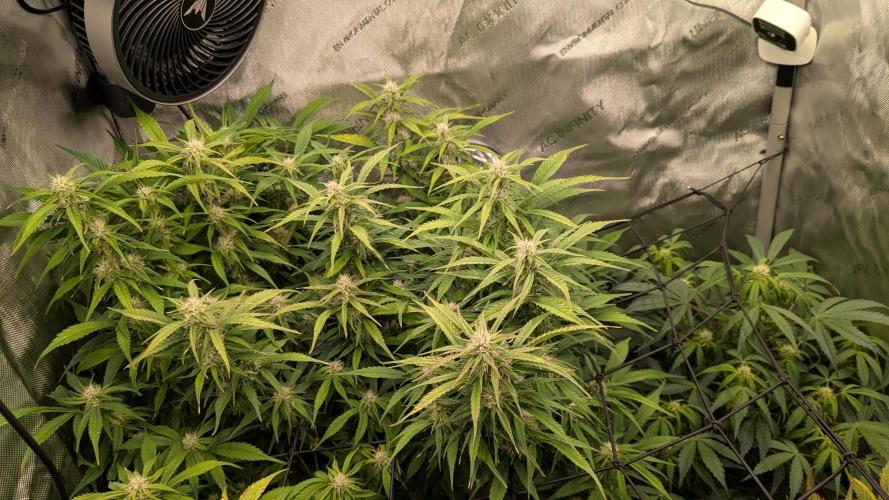 Gorilla Cookies Auto Fastbuds. Week 6