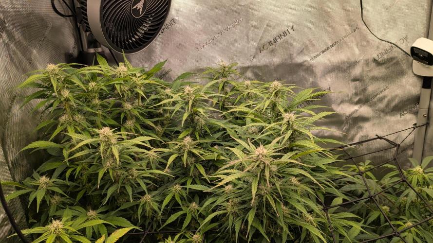 Gorilla Cookies Auto Fastbuds. Week 6