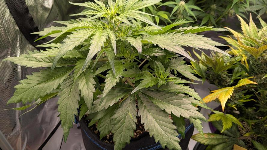 Runtz Auto - Zamnesia. Week 2