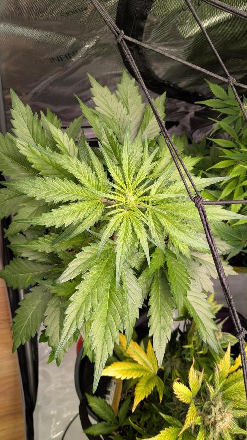 Runtz Auto - Zamnesia. Week 2
