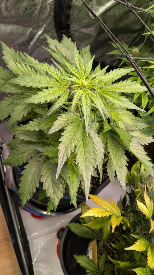 Runtz Auto - Zamnesia. Week 2