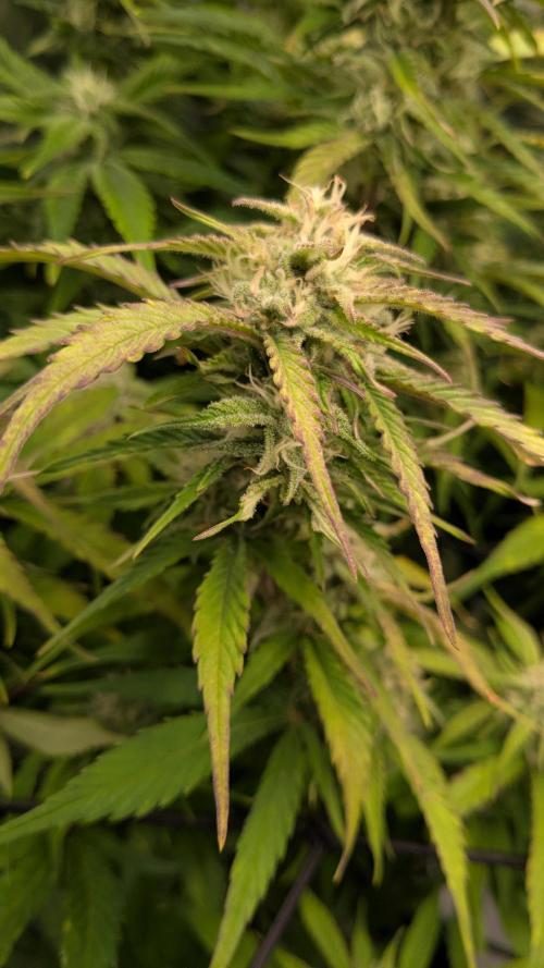 Gorilla Cookies Auto Fastbuds. Week 7