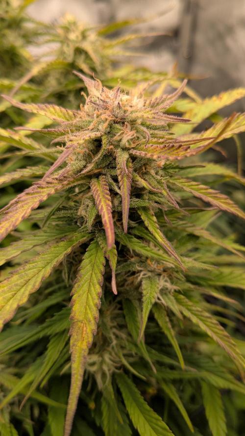 Gorilla Cookies Auto Fastbuds. Week 7