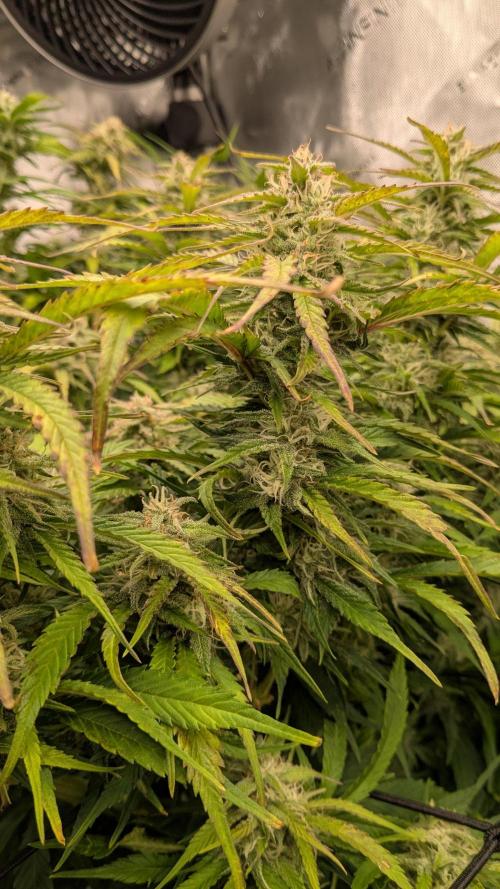 Gorilla Cookies Auto Fastbuds. Week 7