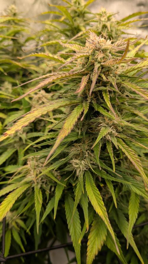 Gorilla Cookies Auto Fastbuds. Week 7