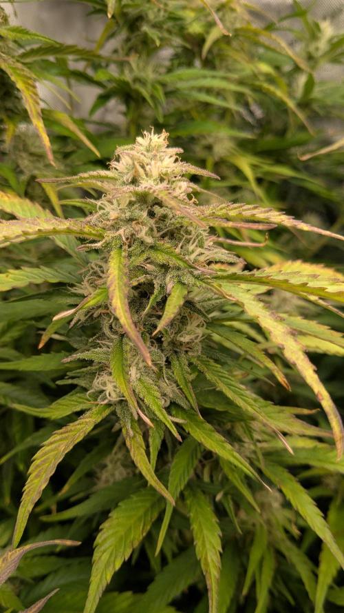 Gorilla Cookies Auto Fastbuds. Week 7