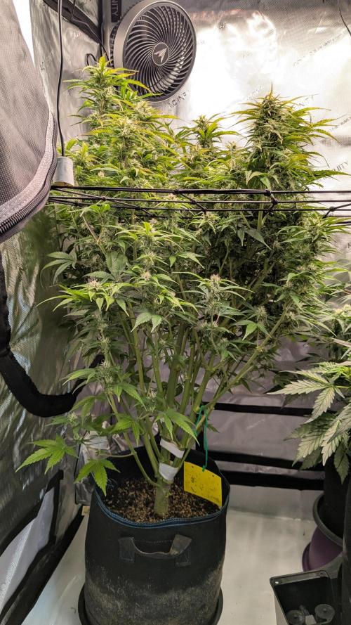 Gorilla Cookies Auto Fastbuds. Week 7