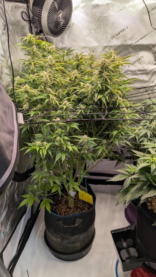 Gorilla Cookies Auto Fastbuds. Week 7