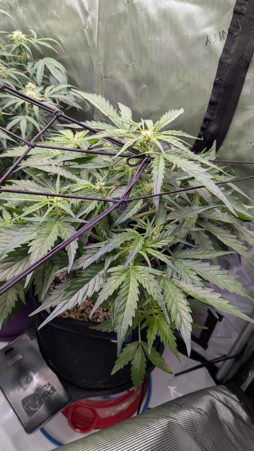 Runtz Auto - Zamnesia. Week 3