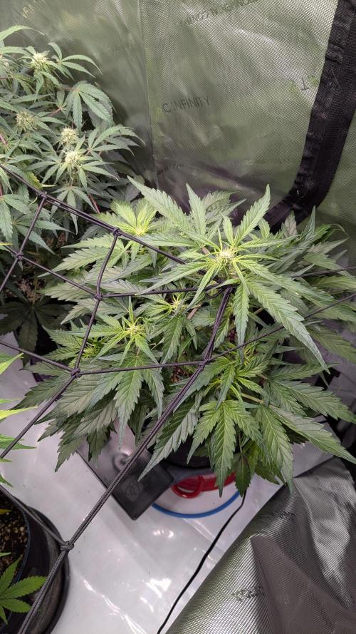 Runtz Auto - Zamnesia. Week 3