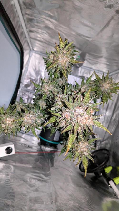 Jack Herer (Auto-Fastbuds). Week 7