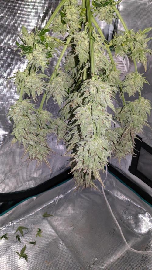 Jack Herer (Auto-Fastbuds). Week 7
