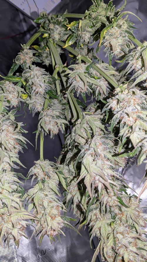 Jack Herer (Auto-Fastbuds). Week 7
