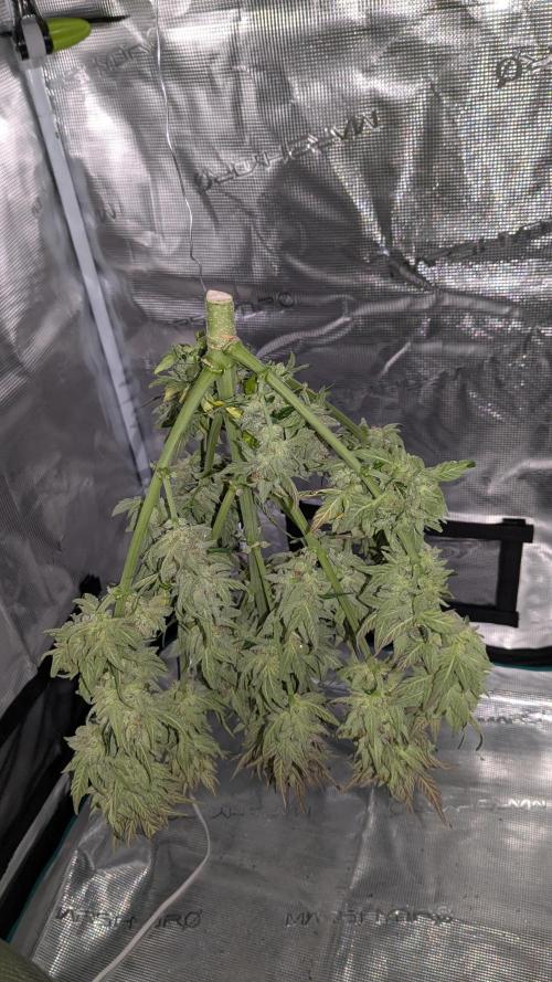 Jack Herer (Auto-Fastbuds). Week 7