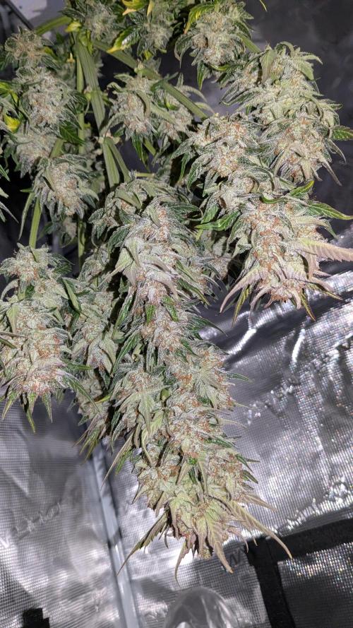 Jack Herer (Auto-Fastbuds). Week 7