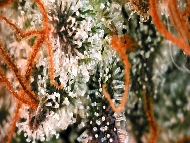 Jack Herer (Auto-Fastbuds). Week 7