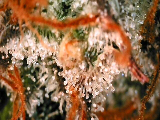 Jack Herer (Auto-Fastbuds). Week 7