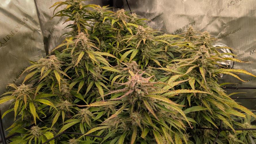 Gorilla Cookies Auto Fastbuds. Week 8