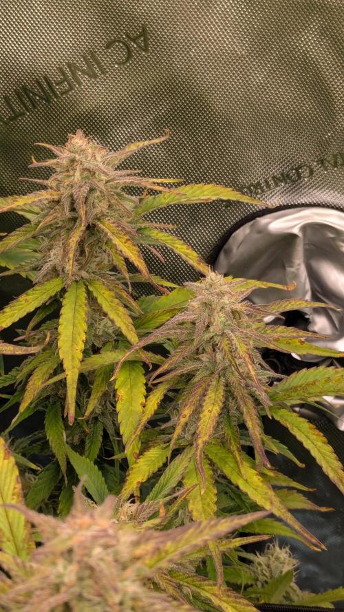 Gorilla Cookies Auto Fastbuds. Week 8