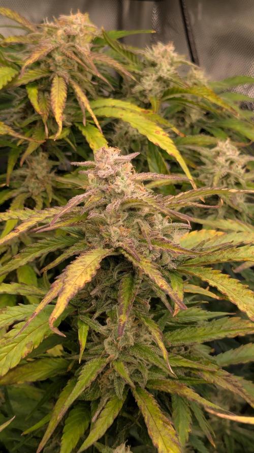 Gorilla Cookies Auto Fastbuds. Week 8