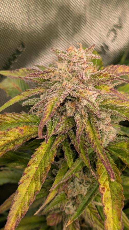 Gorilla Cookies Auto Fastbuds. Week 8