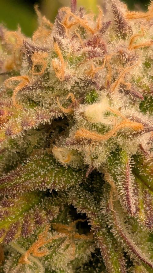 Gorilla Cookies Auto Fastbuds. Week 8