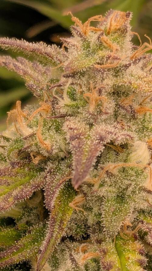 Gorilla Cookies Auto Fastbuds. Week 8