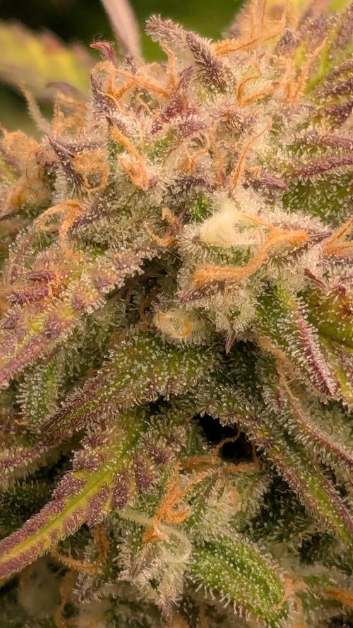 Gorilla Cookies Auto Fastbuds. Week 8