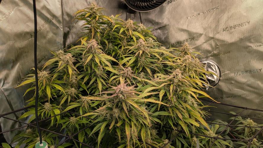 Gorilla Cookies Auto Fastbuds. Week 8