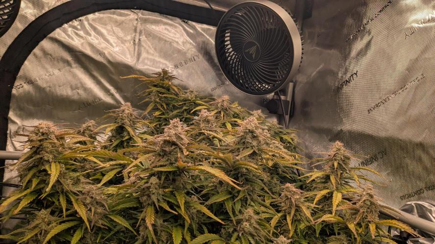 Gorilla Cookies Auto Fastbuds. Week 9