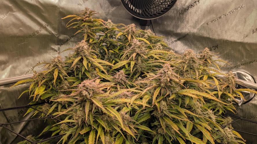 Gorilla Cookies Auto Fastbuds. Week 9