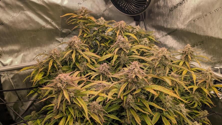 Gorilla Cookies Auto Fastbuds. Week 9