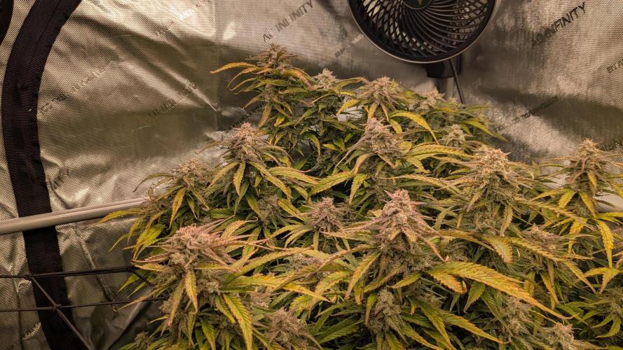 Gorilla Cookies Auto Fastbuds. Week 9