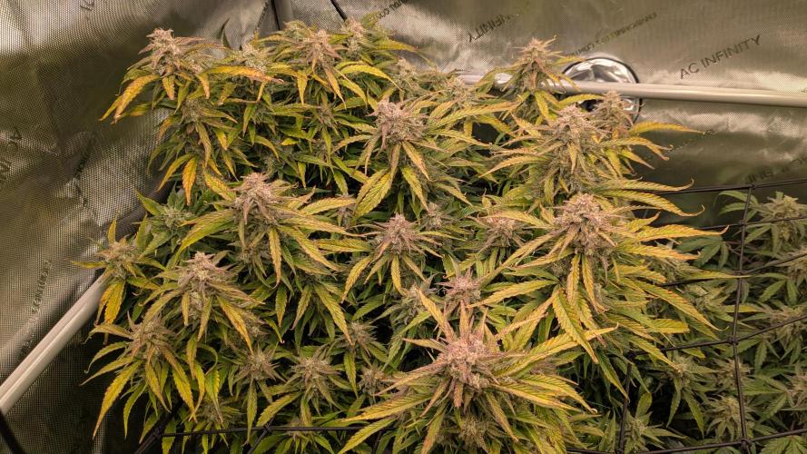 Gorilla Cookies Auto Fastbuds. Week 9