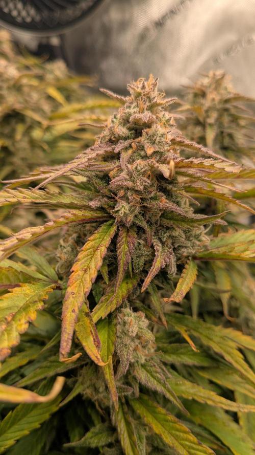 Gorilla Cookies Auto Fastbuds. Week 9