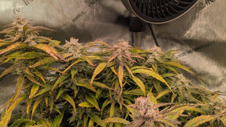 Gorilla Cookies Auto Fastbuds. Week 9