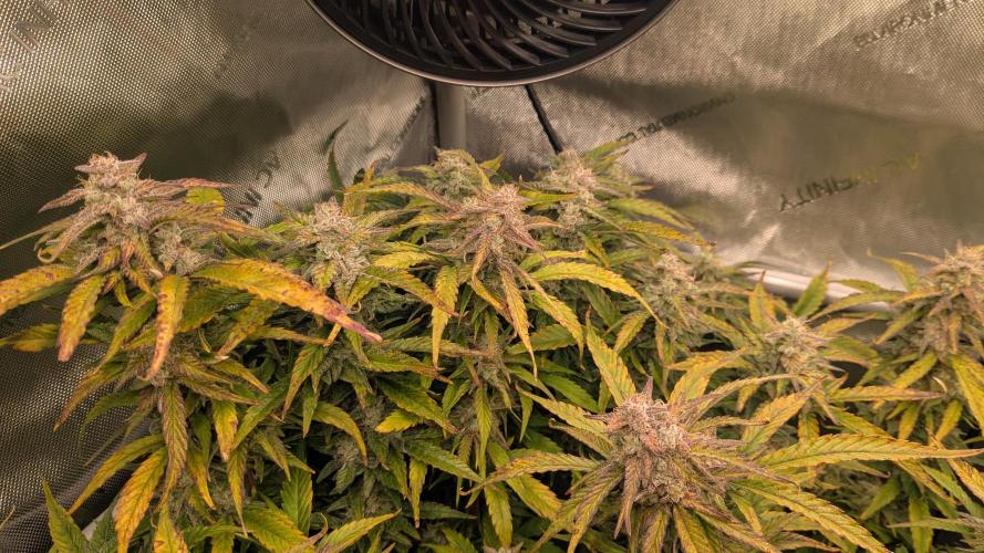 Gorilla Cookies Auto Fastbuds. Week 9