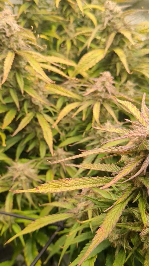 Gorilla Cookies Auto Fastbuds