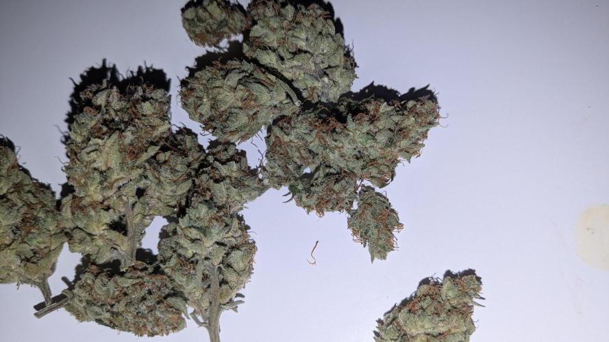 Jack Herer (Auto-Fastbuds). Week 7