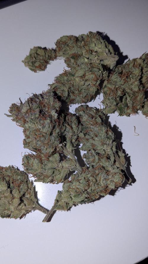 Jack Herer (Auto-Fastbuds). Week 7