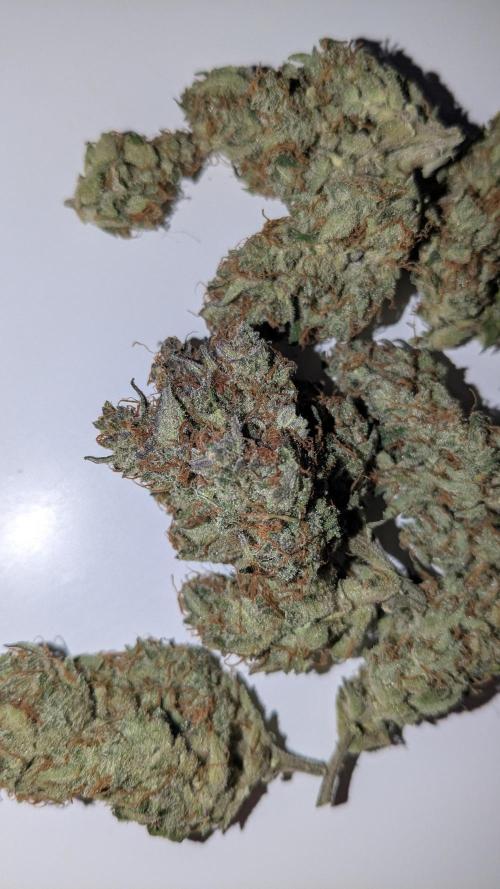 Jack Herer (Auto-Fastbuds). Week 7